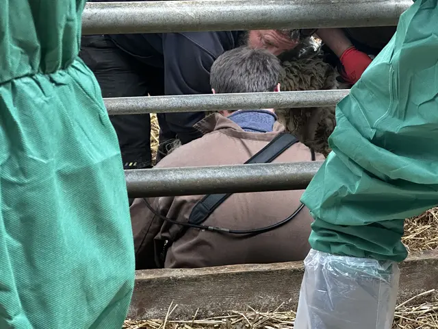 Die Tiere werden vor dem Transport auf Trächtigkeit kontrolliert. | Foto: MeinBezirk