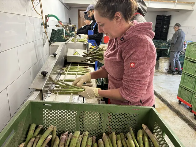 Nach der Ernte werden die Spargelstangen sortiert, geschnitten, gewaschen und gebündelt.  | Foto: MeinBezirk/Barbara Babonitsch-Diewald