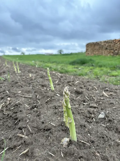 Lokalaugenschein Dienstag, 21. April 10 Uhr in Pöttsching: Die Spargelstangen ragen aus dem lehmigen Boden.  | Foto: MeinBezirk/Barbara Babonitsch-Diewald