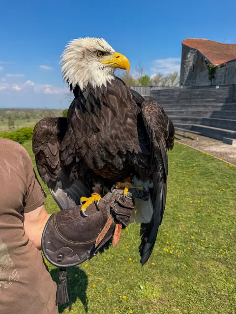 Weißkopfseeadler können eine Flügelspannweite von 1,80 Metern bis 2,50 Metern erreichen. | Foto: Doms/MeinBezirk