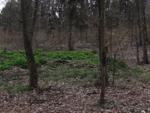 Schönes Grün im düsteren Wald. | Foto: Laura R.