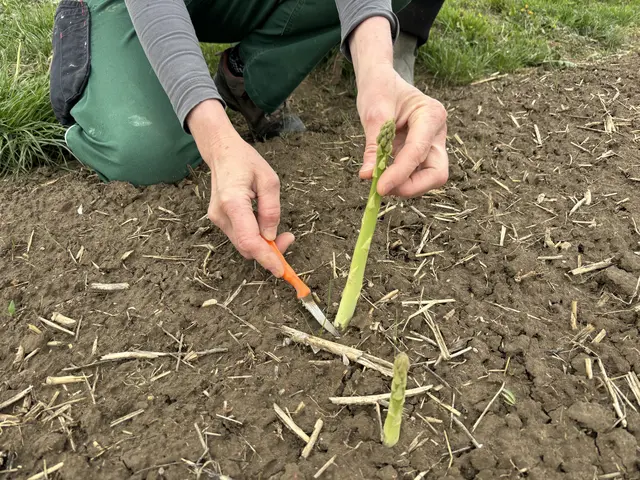 Der Grünspargel wird geschnitten und nicht gestochen.  | Foto: MeinBezirk/Barbara Babonitsch-Diewald