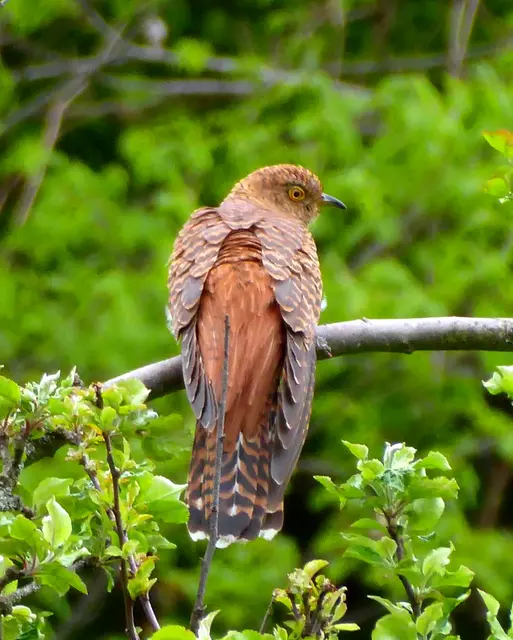 Auch seltene Vogelarten lassen sich in Bad Gleichenberg entdecken. | Foto: Roya Payandeh