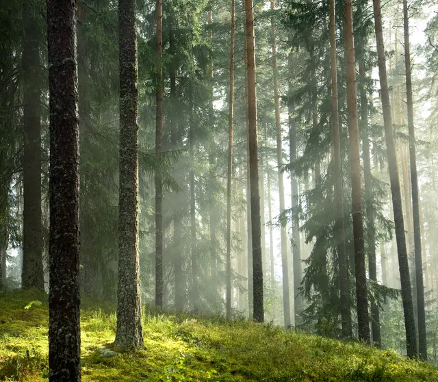 Der Kobernaußerwald bietet zahlreiche Wanderwege und ein mystisches Ambiente. | Foto: straga/panthermedia.net