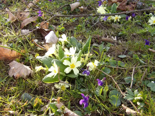 Erste Blumen im Frühling. | Foto: Laura R.