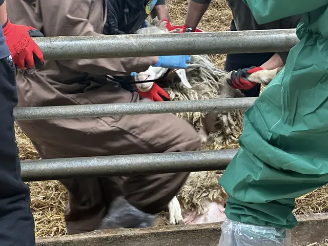 Amtsärztin und Juristin der BH Wels-Land dokumentieren und überwachen die Abnahme der Schafe in Steinerkirchen. | Foto: MeinBezirk