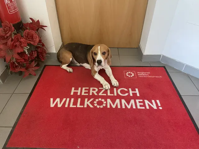 Bürohund Idefix hat nie Stress und unterstützt uns trotzdem. | Foto: Alexandra Goll
