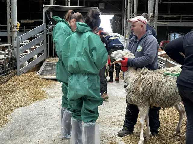 Amtsärztin und Juristin der BH Wels-Land dokumentieren und überwachen die Abnahme der Schafe in Steinerkirchen. | Foto: MeinBezirk