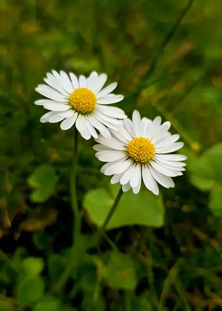 Ein schönes "Gänseblümchen-Duett" | Foto: Margarete Czerwinski