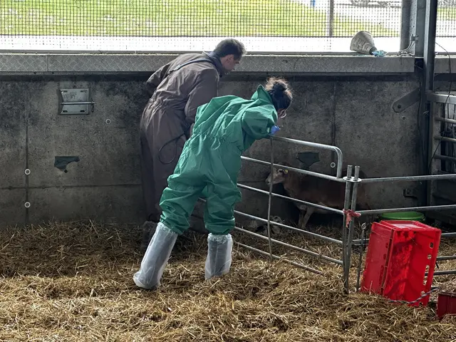 Amtsärztin und Juristin der BH Wels-Land dokumentieren und überwachen die Abnahme der Schafe in Steinerkirchen. | Foto: MeinBezirk