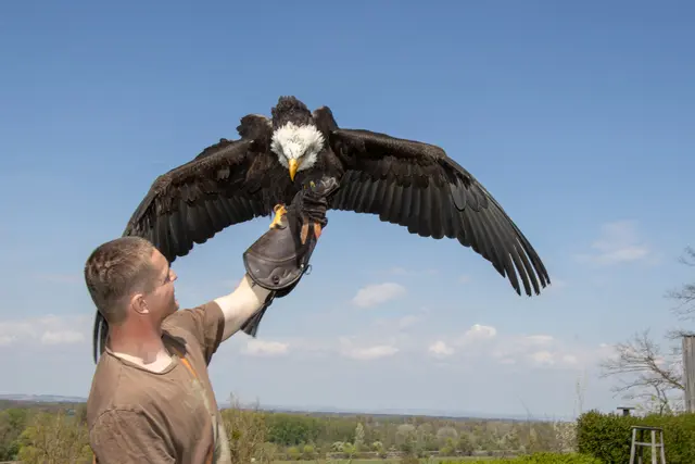 Weißkopfseeadler können eine Flügelspannweite von 1,80 Metern bis 2,50 Metern erreichen. | Foto: Doms/MeinBezirk