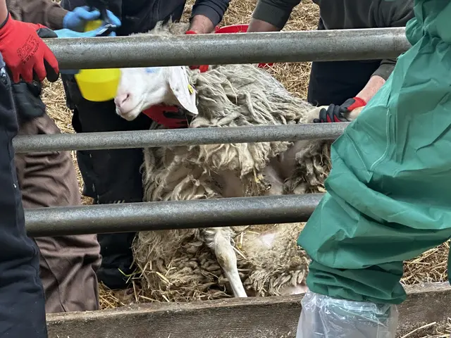 Amtsärztin und Juristin der BH Wels-Land dokumentieren und überwachen die Abnahme der Schafe in Steinerkirchen. | Foto: MeinBezirk
