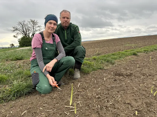 Sabine Müllner und Robert Tomschitz aus Pöttsching setzen auf Grünspargel und blicken zufrieden auf den Auftakt der Saison. | Foto: MeinBezirk/Barbara Babonitsch-Diewald