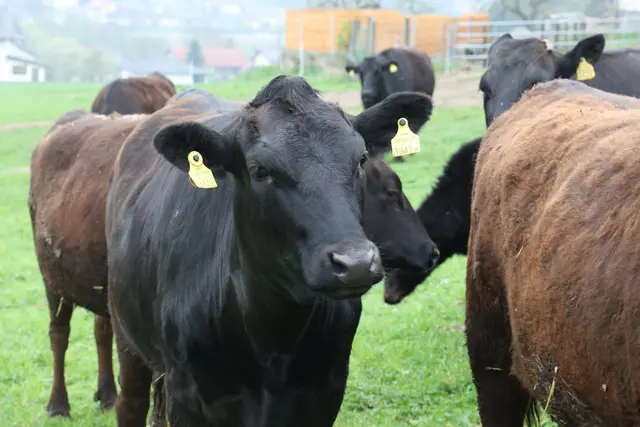 Zehn Kälbchen sind in Rainbach bereits geboren. 14 Rinder leben derzeit auf dem Hof von Niklas Goldberger. Eine Herde von bis zu 40 Tieren ist für ihn vorstellbar. 