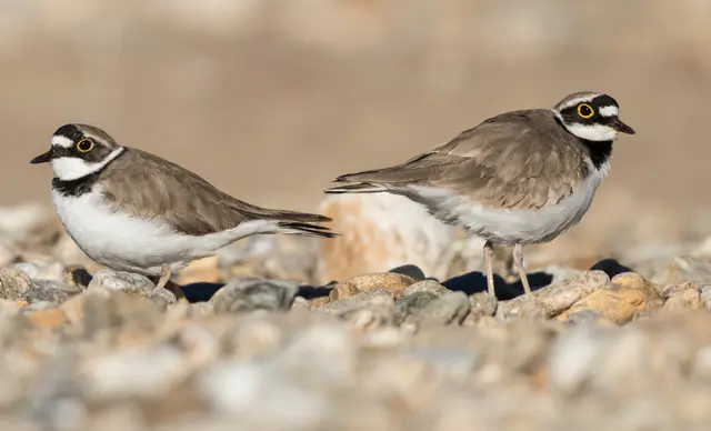 Ein Blick auf die Vogelwelt im Gailtal zum Weltzugvogeltag