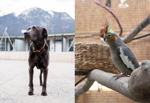 Zwei Welten, ein Wunsch: Ein Zuhause voller Verständnis und Geborgenheit. | Foto: Tierschutzverein Tirol