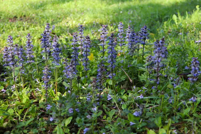 ...der GÜNSEL setzt schöne blaue Akzente.