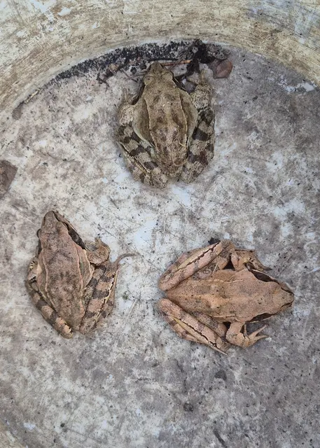 Mit Herz für Amphibien wurden über 1000 Tiere gerettet