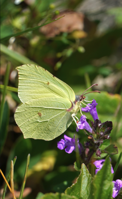 Mach mit beim Blumenschmuck- und Naturschätzebewerb 2026