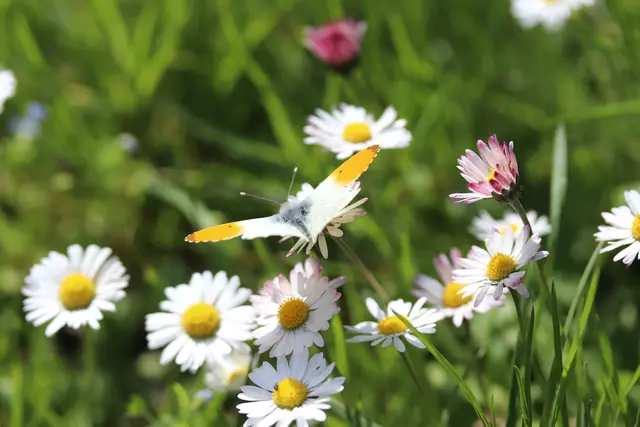 ...ein Aurorafalter auf Gänseblümchen.