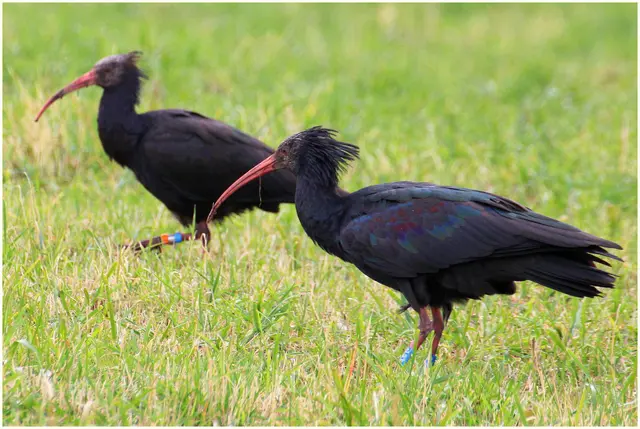 Die Waldrappen auf der Suche nach Futter.