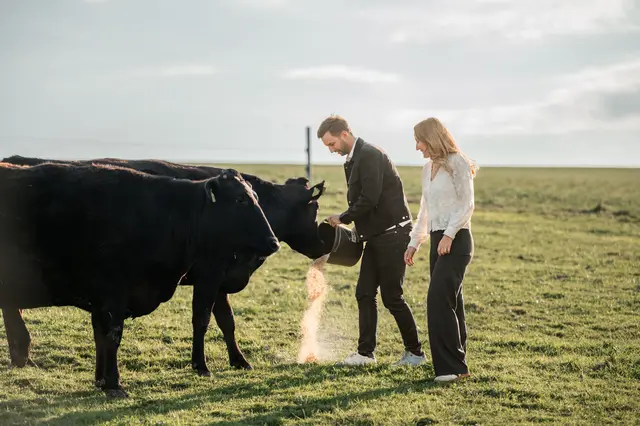 Niklas Goldberger und Partnerin Miriam Zauner haben sich der Wagyu-Zucht verschrieben. Das Fleisch der Tiere aus Japan gilt als das exklusivste – und damit teuerste – der Welt.  | Foto: Goldberger