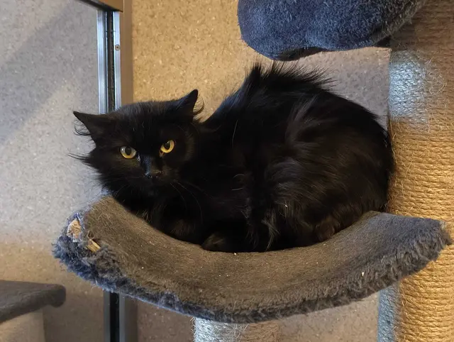 Foto: Tierheim Ternitz