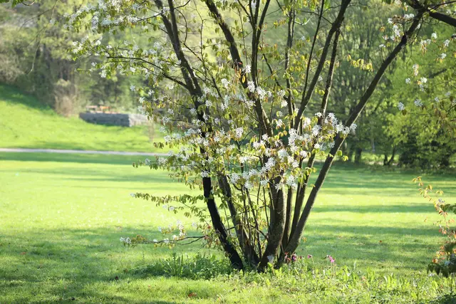 ....die zarten Blüten verzaubern.