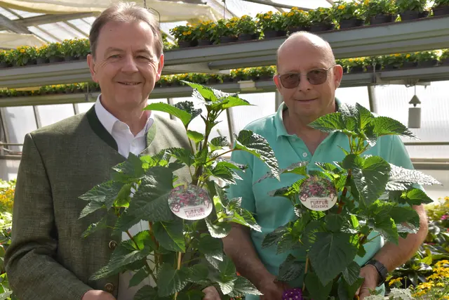 Landwirtschaftskammer-Präsident Nikolaus Berlakovich und Gärtner Thomas Graf präsentieren die Blume des Jahres, das "Burgenländische Purpur-Röckchen". | Foto: MeinBezirk/Michael Strini