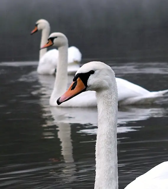 Foto: Sonja Hochfellner