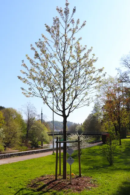 ...der Friedensbaum blüht.
VÖCKLABRUCKER FRIEDENSBAUM
der RELIGIONEN.