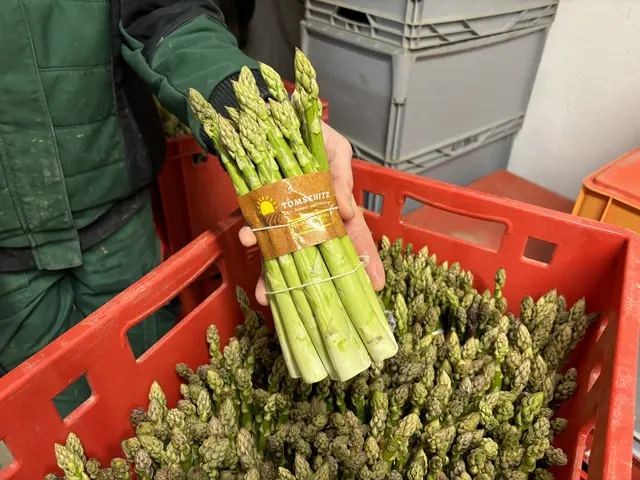 Die gebündelten Spargelstangen werden bis zum Verkauf im Kühlraum gelagert.  | Foto: MeinBezirk/Barbara Babonitsch-Diewald