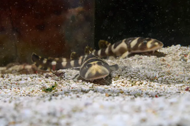 Bambushaie erblicken in Mariahilf das Licht der Welt