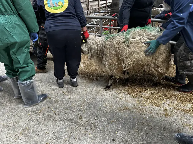 Die Schafe wurden einzeln über ein Gitter aus ihrem Stall gehoben. | Foto: MeinBezirk