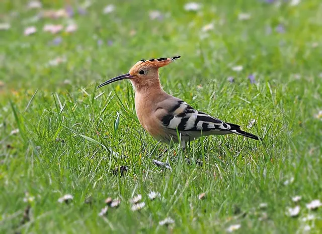Wenn Sonja Hochfellner durch die Landschaft streift, entdeckt sie wunderschöne und auch seltene Motive, wie hier diesen Wiedehopf.  | Foto: Sonja Hochfellner