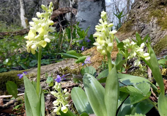Blasses Knabenkraut, auf dem Weg zum Frankenfelsberg