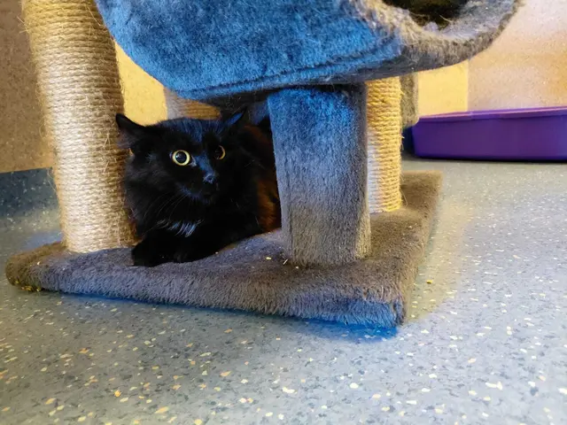 Foto: Tierheim Ternitz