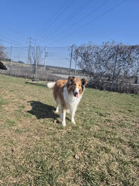 Foto: Tierheim Ternitz