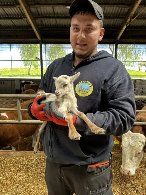 Die Mitarbeiterinnen und Mitarbeiter der Pfotenhilfe Lochen gab sich alle Mühe, die Tiere gut zu transportieren. | Foto: MeinBezirk