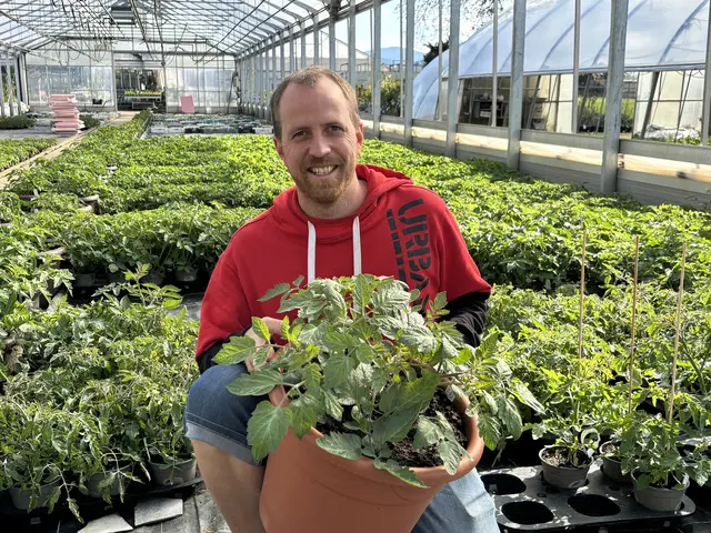 Gärtnermeister Simon Wedenig hat Tipps für Tomatenliebhaber. | Foto: MeinBezirk/Isabella Friessnegg