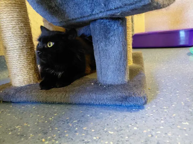 Foto: Tierheim Ternitz