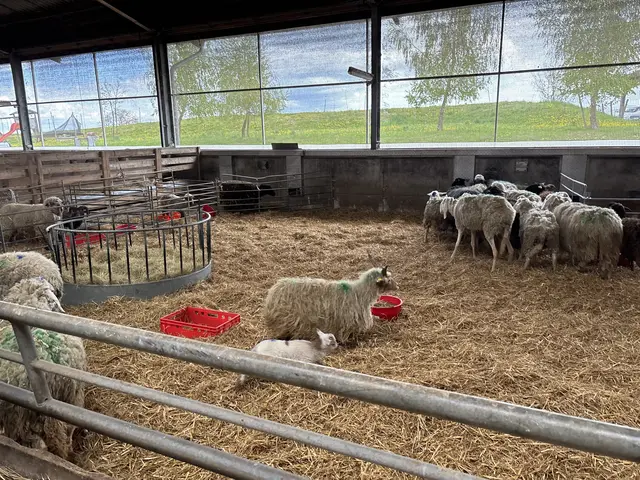 50 Schafe verschiedener Rassen waren im Stall in Steinerkirchen. | Foto: MeinBezirk
