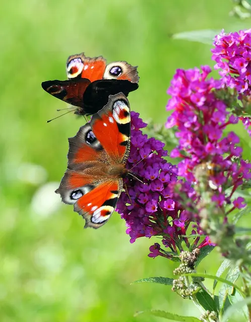 Foto: Sonja Hochfellner