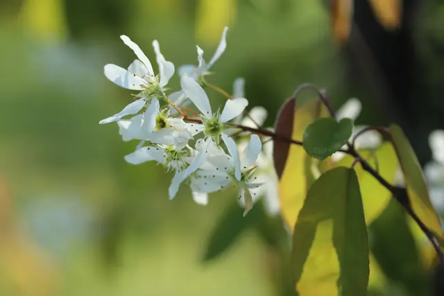 ...jede Blüte ist ein kleines Wunder der Natur.