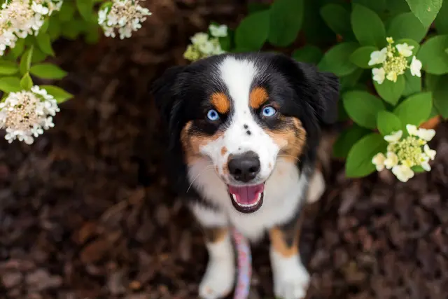 Black Tri Australian Shepherd-Rüde Carlos überlebte die Giftköder-Attacke nicht. | Foto: Olha Ovcharenko/smarterpix (Symbolfoto)