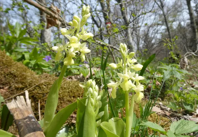 Die Orchideen-Saison ist eröffnet