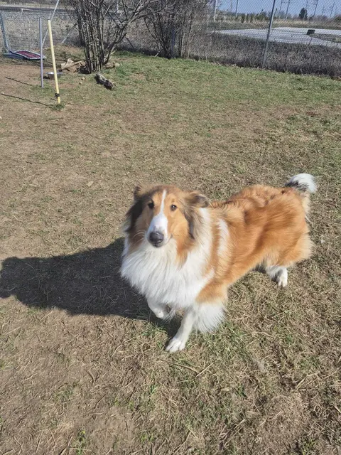 Foto: Tierheim Ternitz