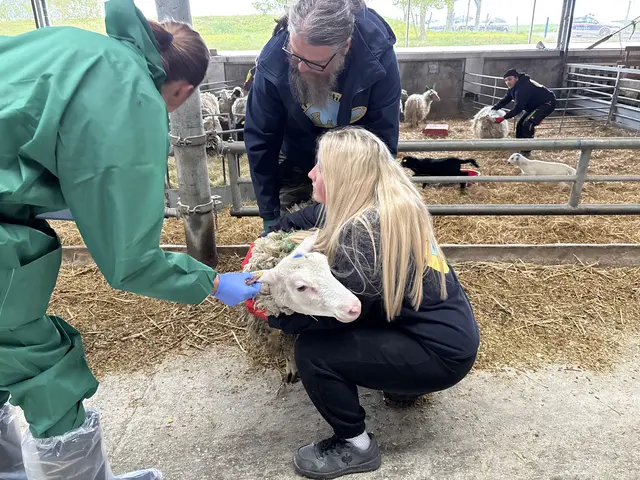 Jürgen Stadler (Mitte) und seine Gattin, Obfrau der Pfotenhilfe Lochen üben Kritik an den behördlichen Anordnungen bei der Schafabnahme in Steinerkirchen. | Foto: MeinBezirk