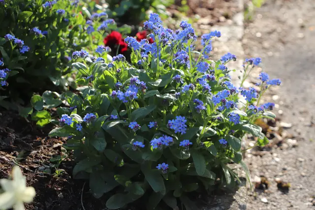 ...ohne Gärtner hätten wir keine so schönen Blumen.