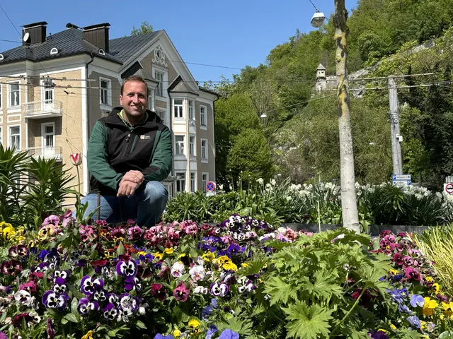 Wie ein farbenfroher Faden ziehen sich bunt blühende Verkehrsinseln und Kreisverkehre durch die Salzburger Stadtteile. Gestaltet und angepflanzt von den Salzburger Stadtgärtnern sind sie ein untrügliches Zeichen dafür, dass der Frühling Einzug gehalten hat. | Foto: Lisa Gold